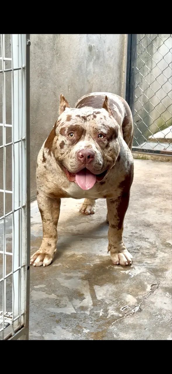 Filhote Pit Monster, macho, tri choco merle. - Foto 4