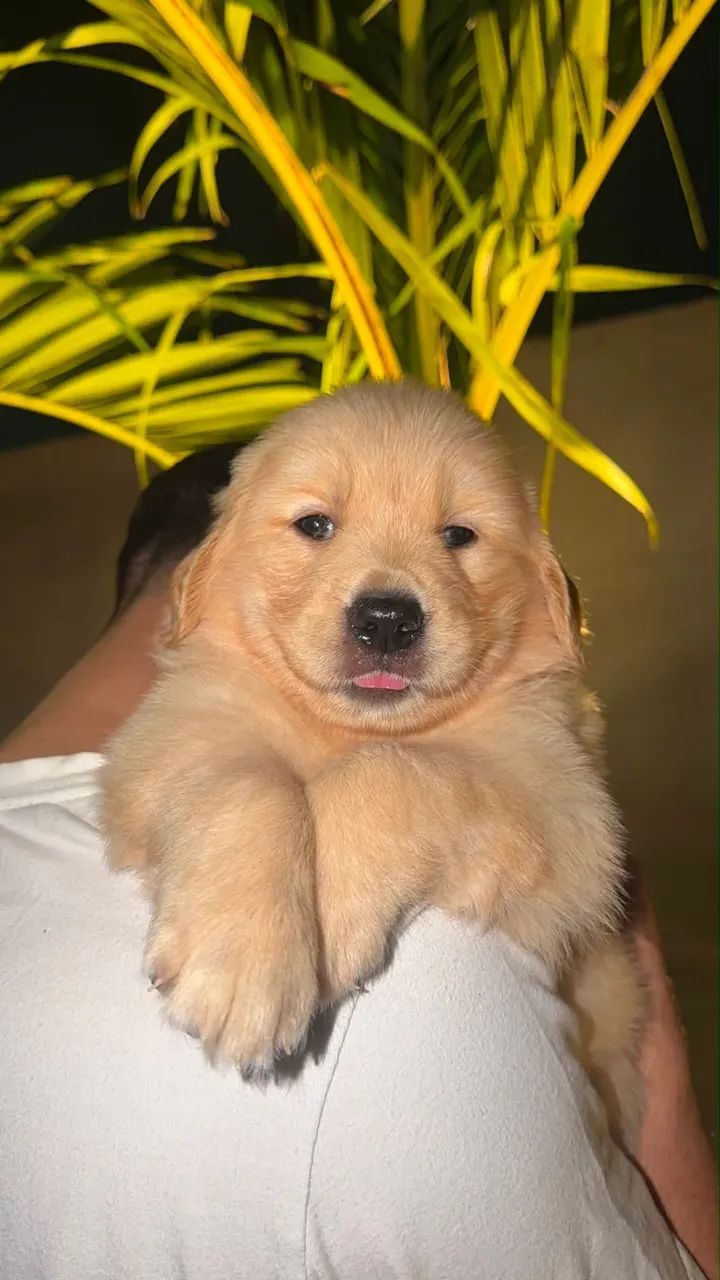 Golden  - Foto 3