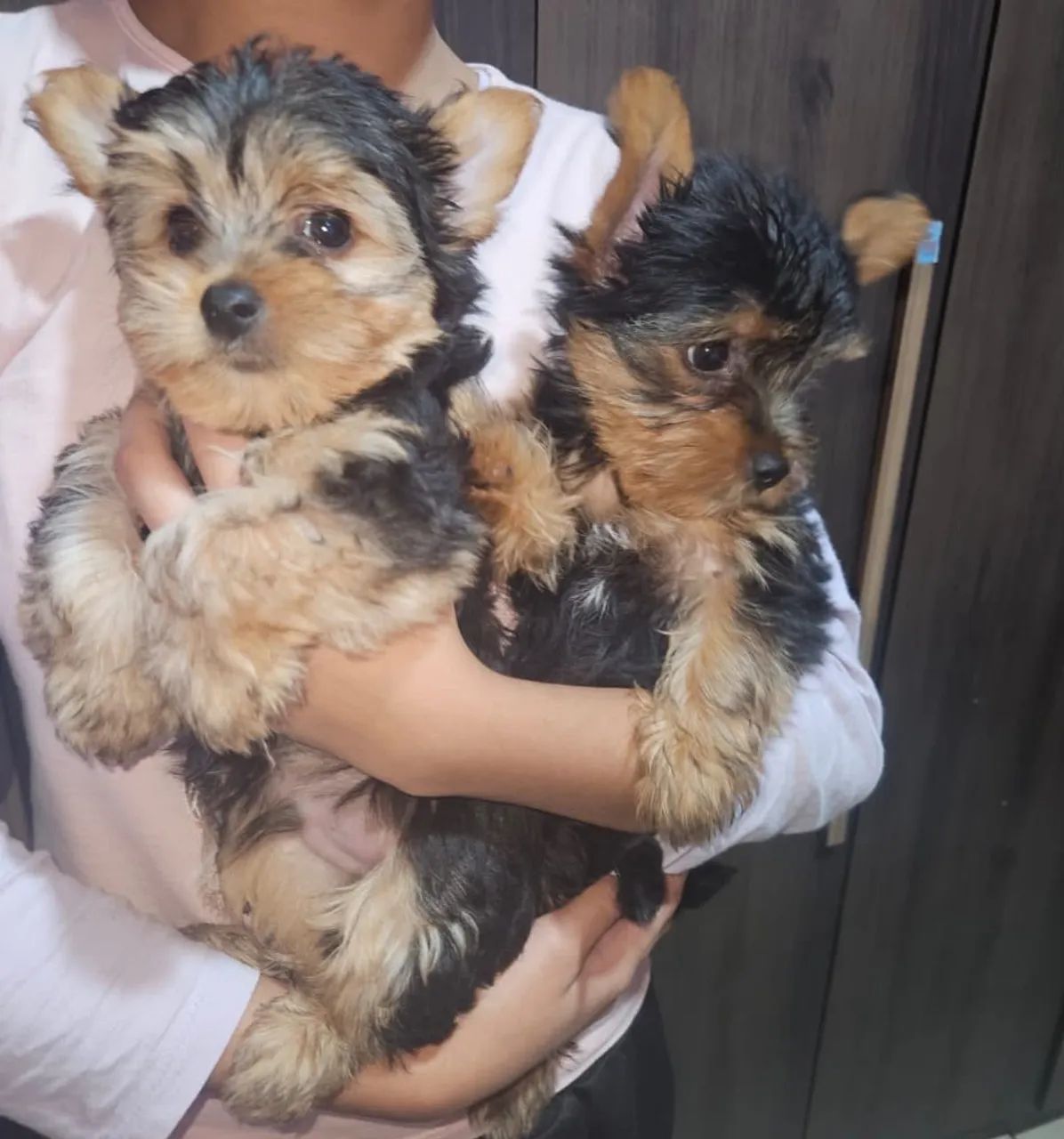     YORKSHIRE TERRIER PADRÃO PREMIUM