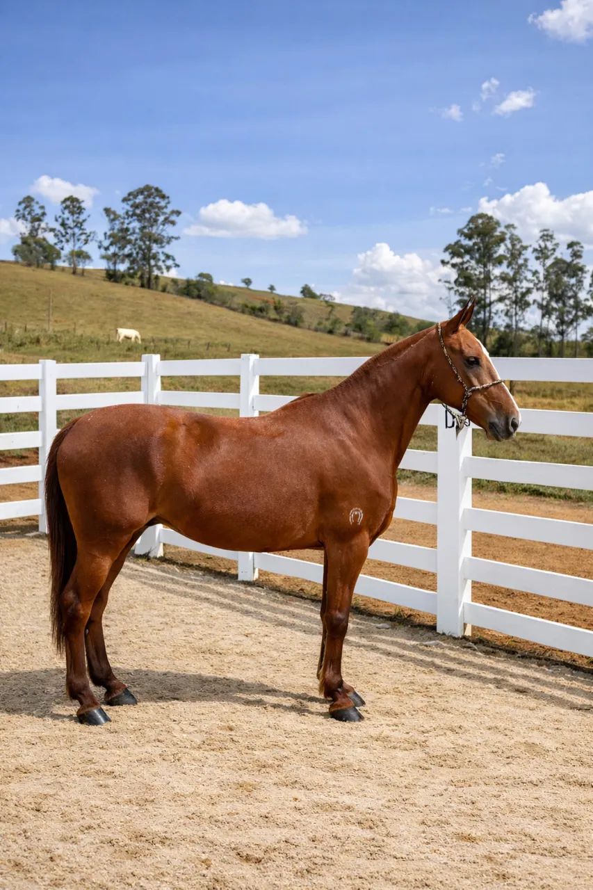 Égua mangalarga marchador  - Foto 3