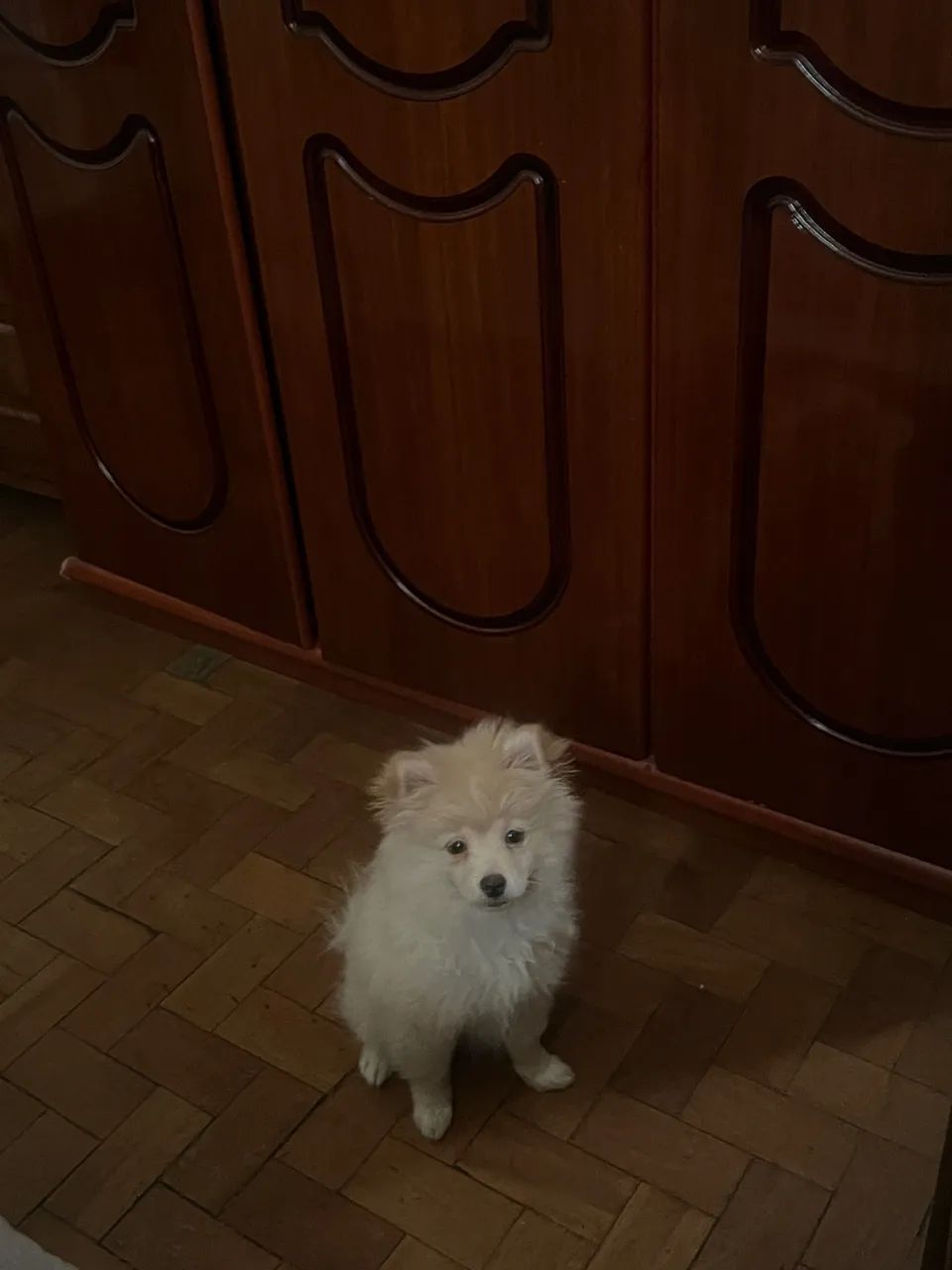 Vendo Filhote de Spitz Alemão - R$1600 - Foto 3