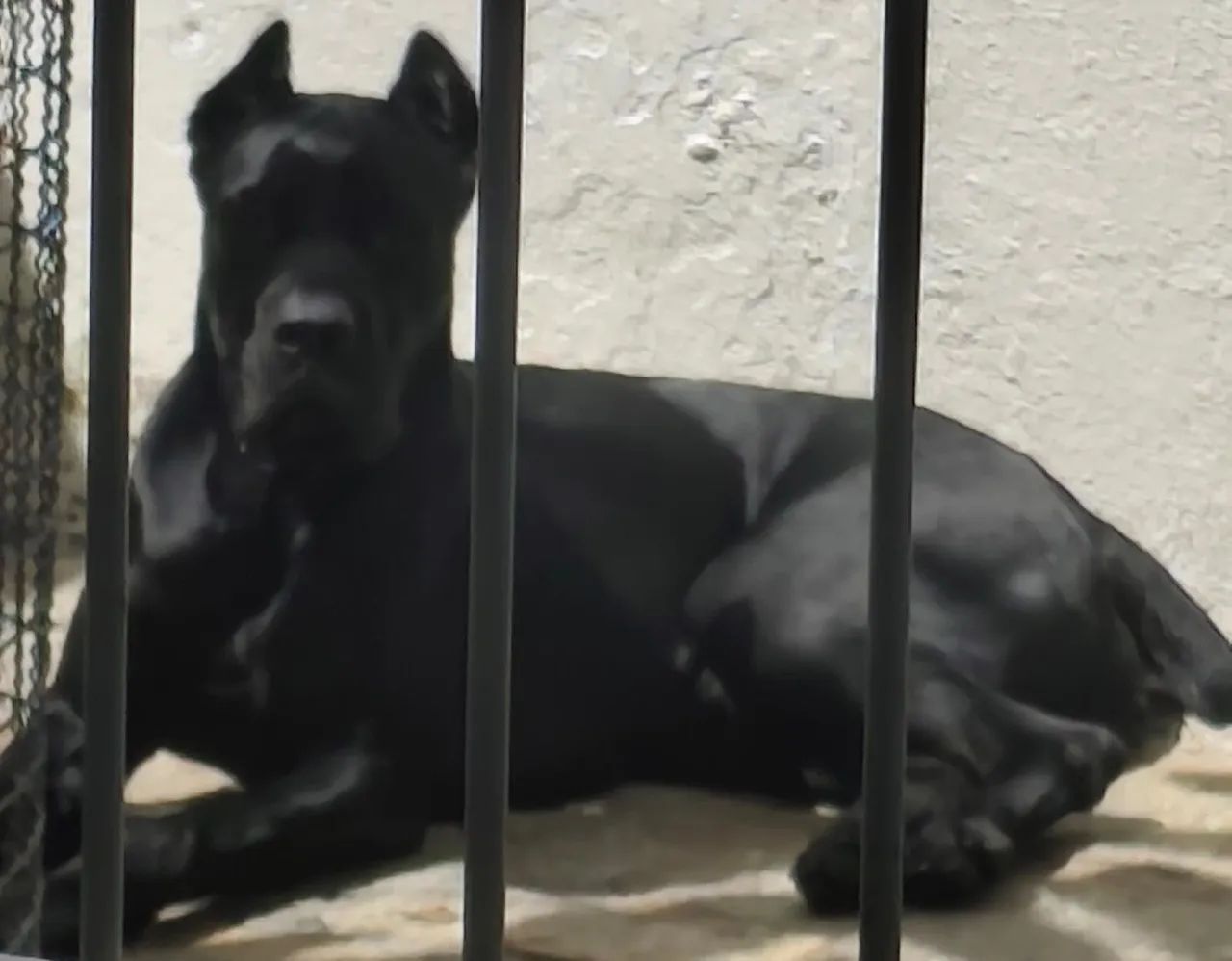 Cane Corso macho  - Foto 3