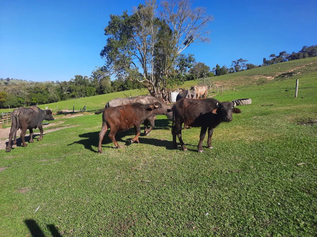 Búfala  - Foto 2