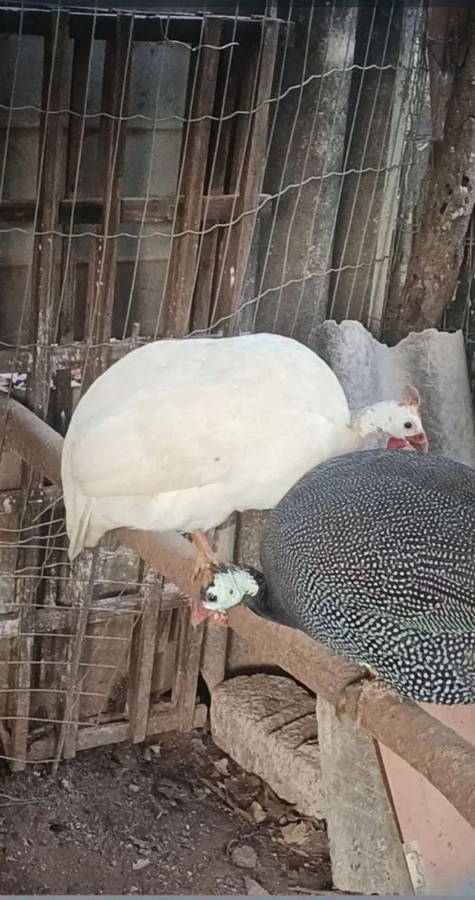 Filhotes de Galinha de Angola - Foto 5