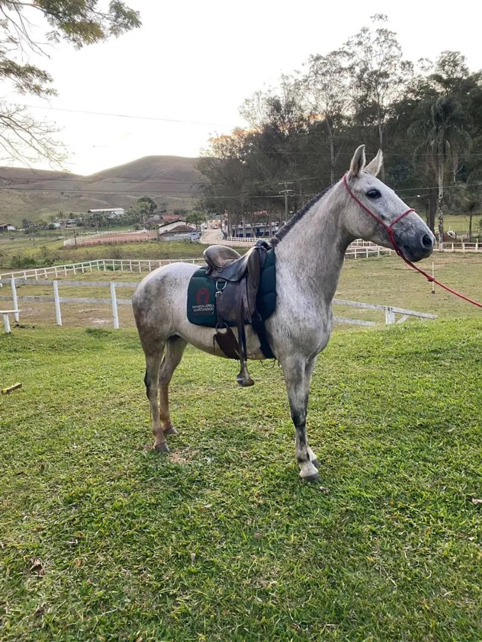 Égua registrada à venda!