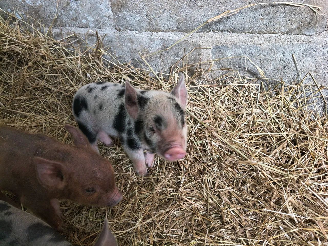 Mini porco / mini pig  - Foto 3