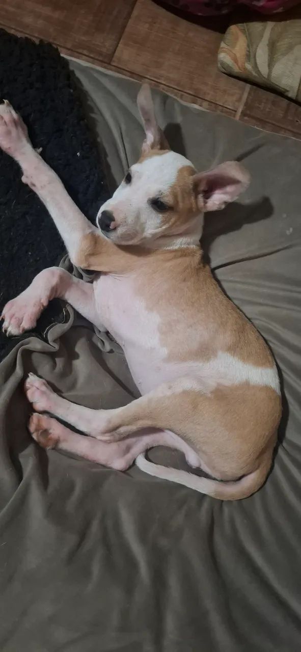 Adoção responsável  - Foto 3