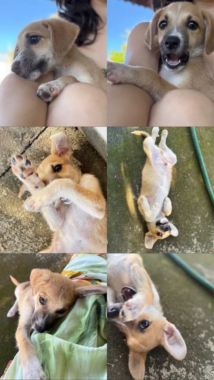 Adoção Responsável  - Foto 2
