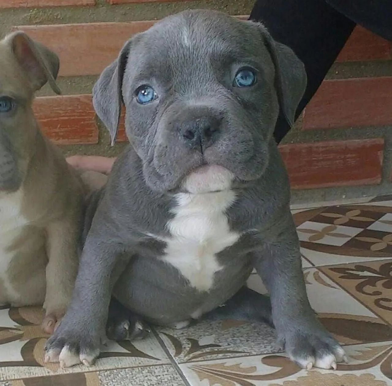 American bully a partir de 2499 - Foto 3