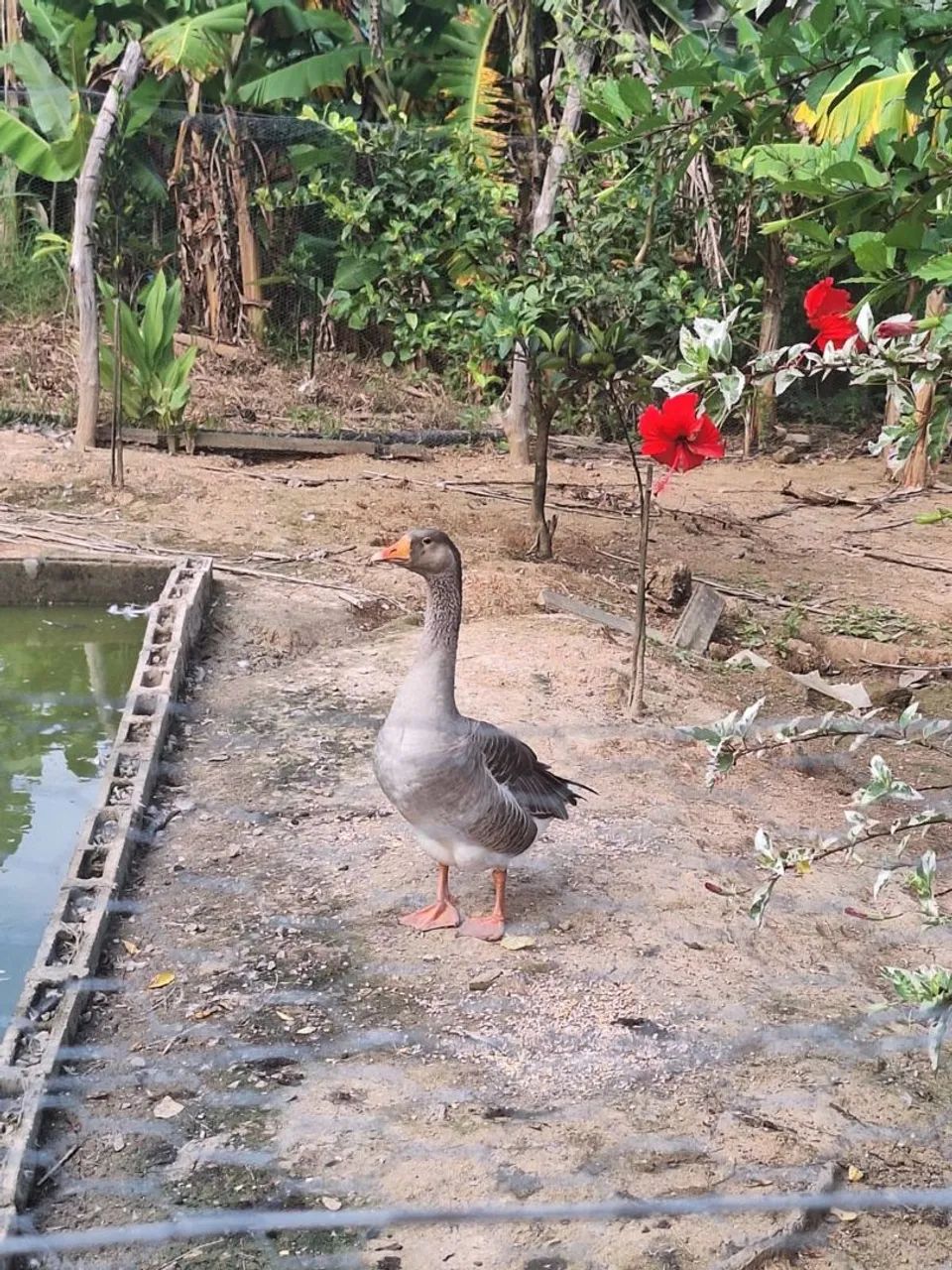 Ganso a venda  - Foto 3