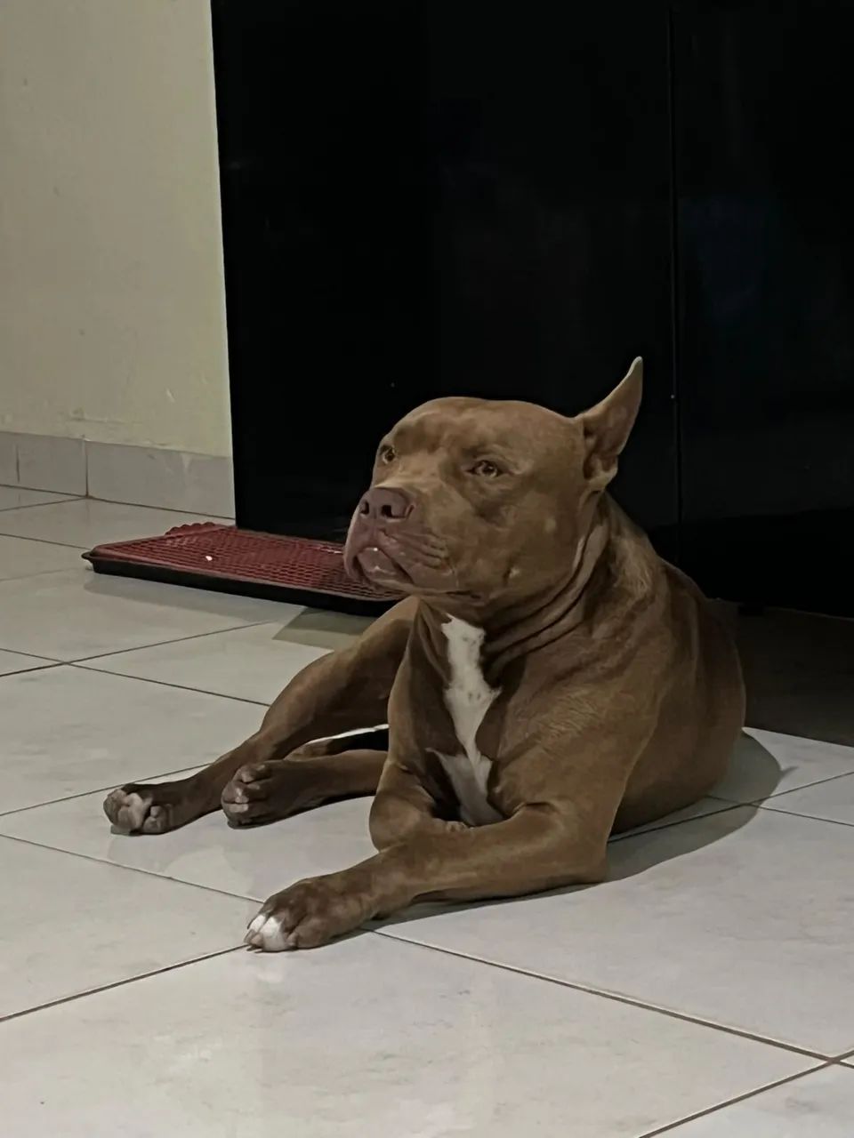 PITBULL  - Foto 4