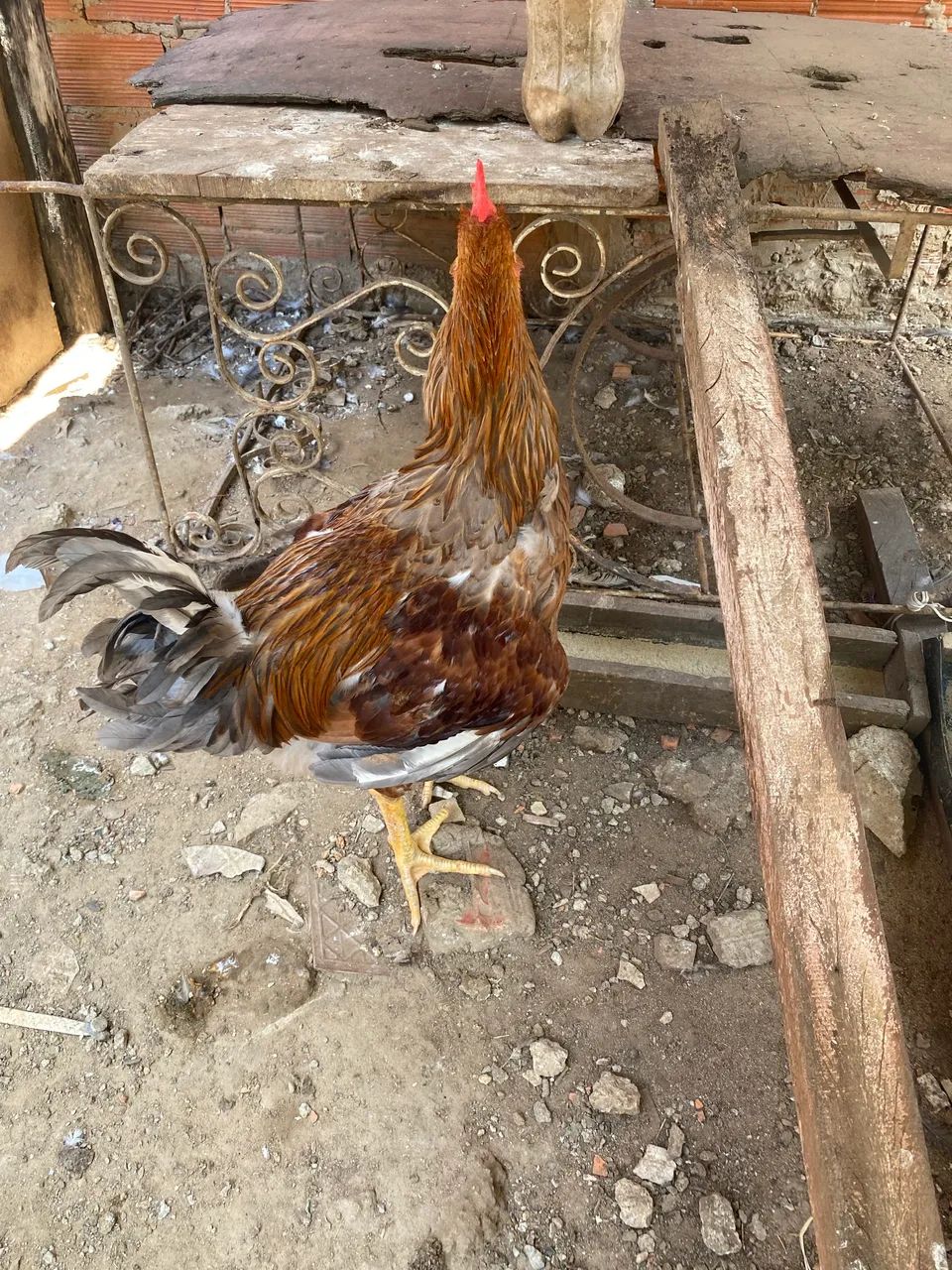 Vendo um frango barão gbs novo  - Foto 4