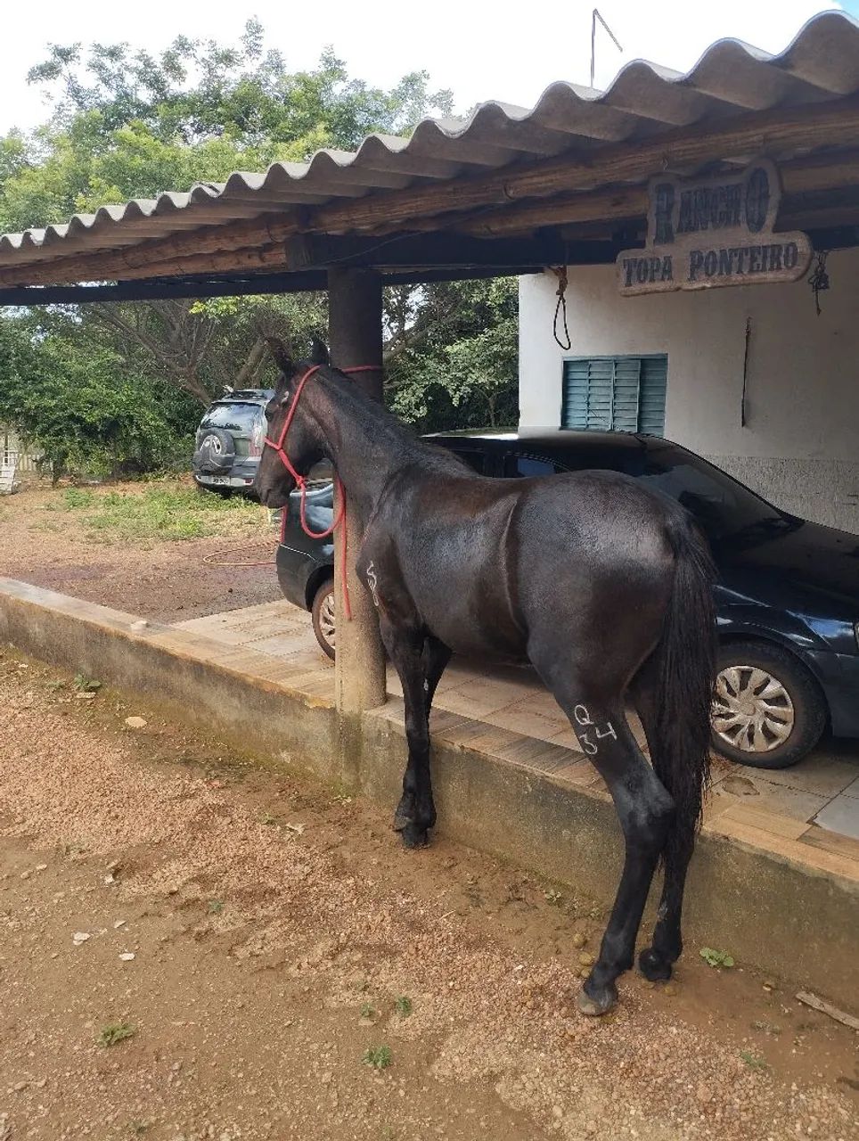 Potro mangalarga registrado tordilho negro - Foto 5