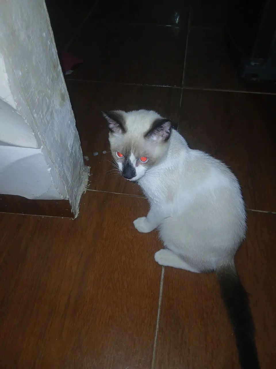 Gato pra doação 