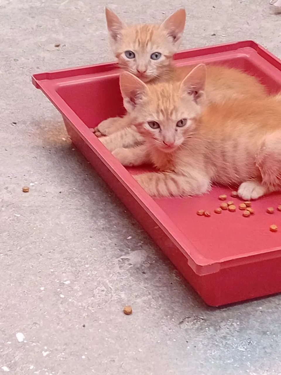 Adote um felinofique feliz e ele mais feliz!!!? - Foto 2