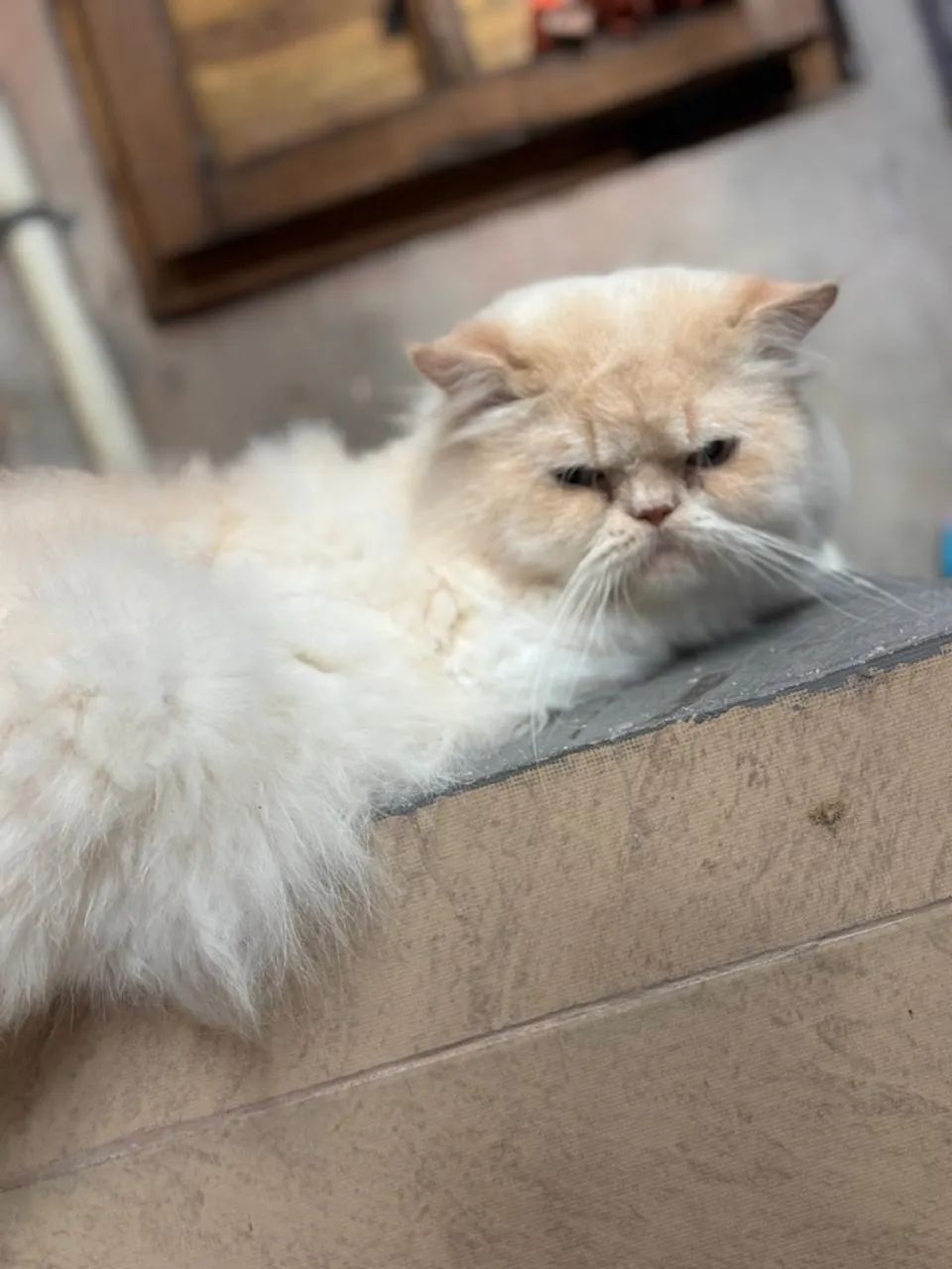 Gato persa - Foto 2