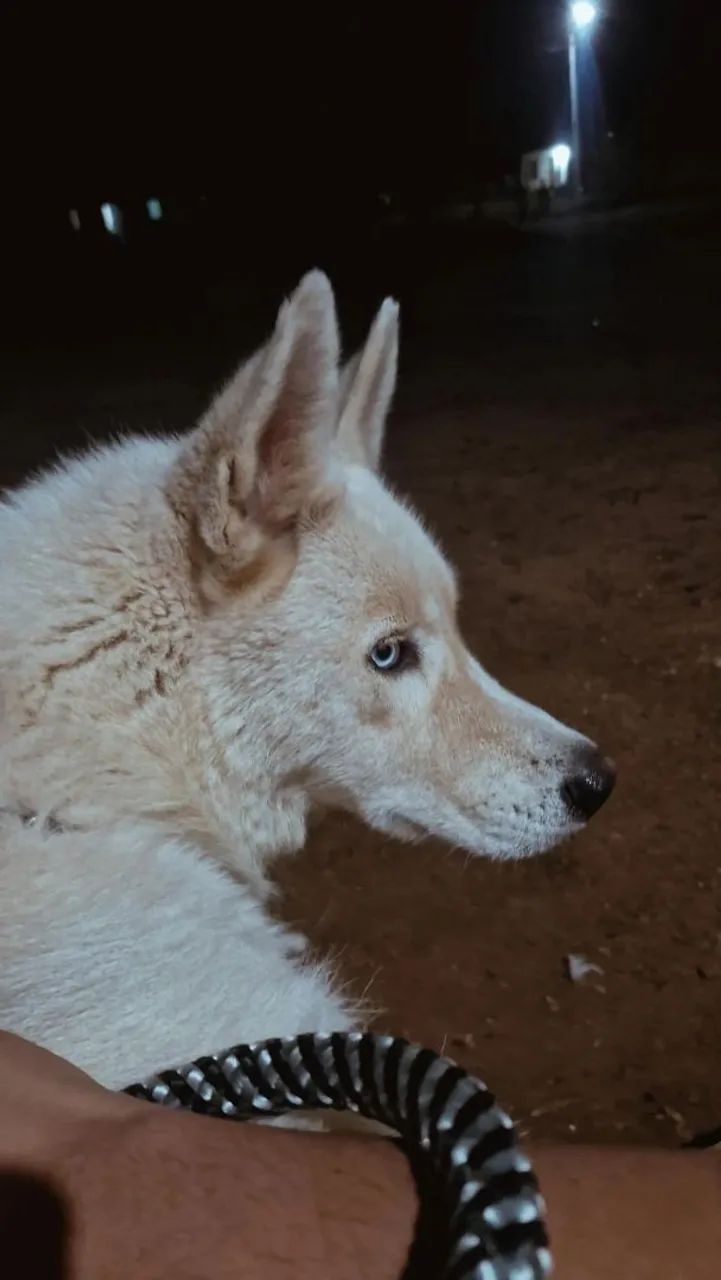 Husky fêmea  - Foto 2