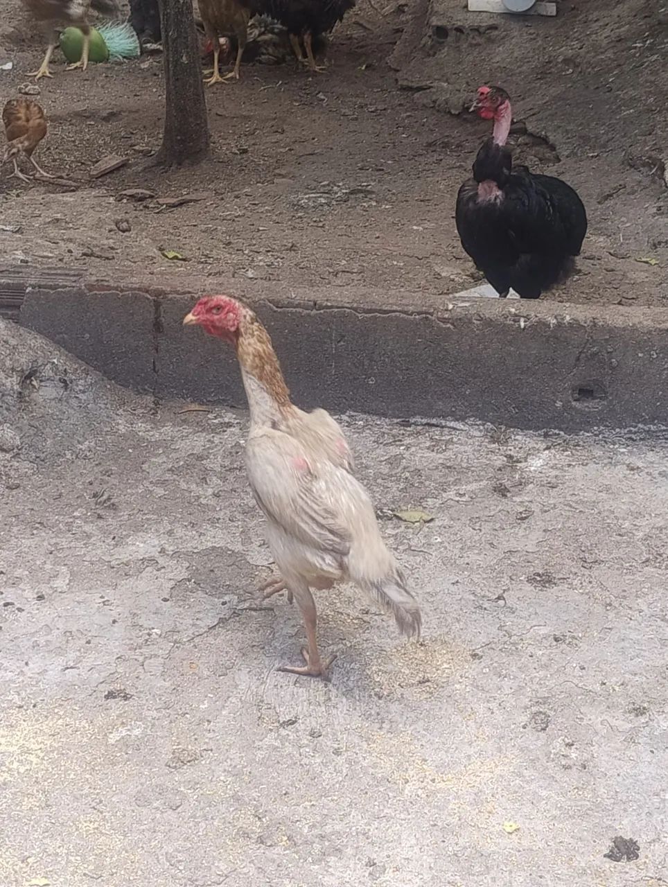 GALINHA E GALO CAIPIRA  - Foto 3