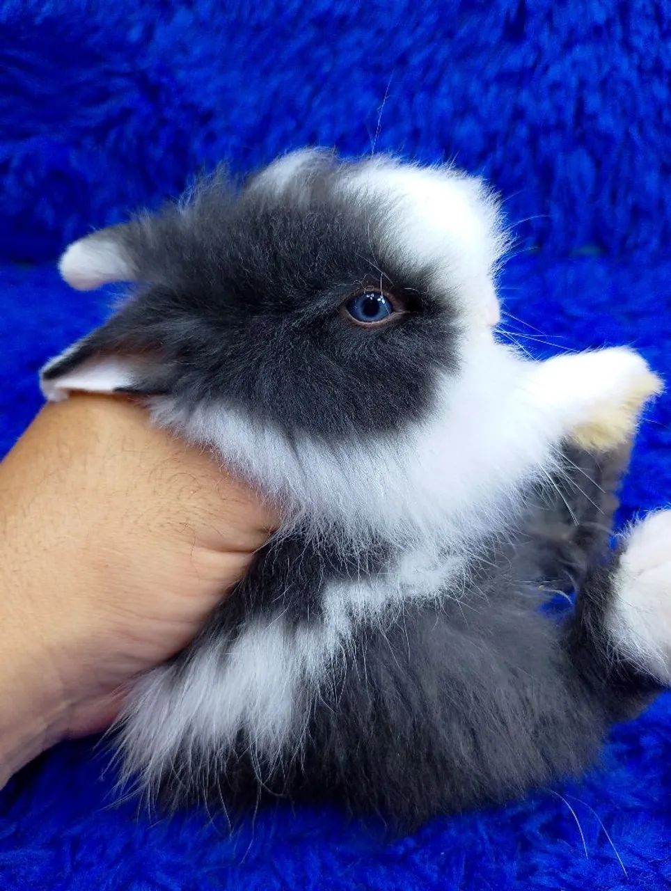 Coelho Anão Teddy dwerg ursinho  - Foto 2