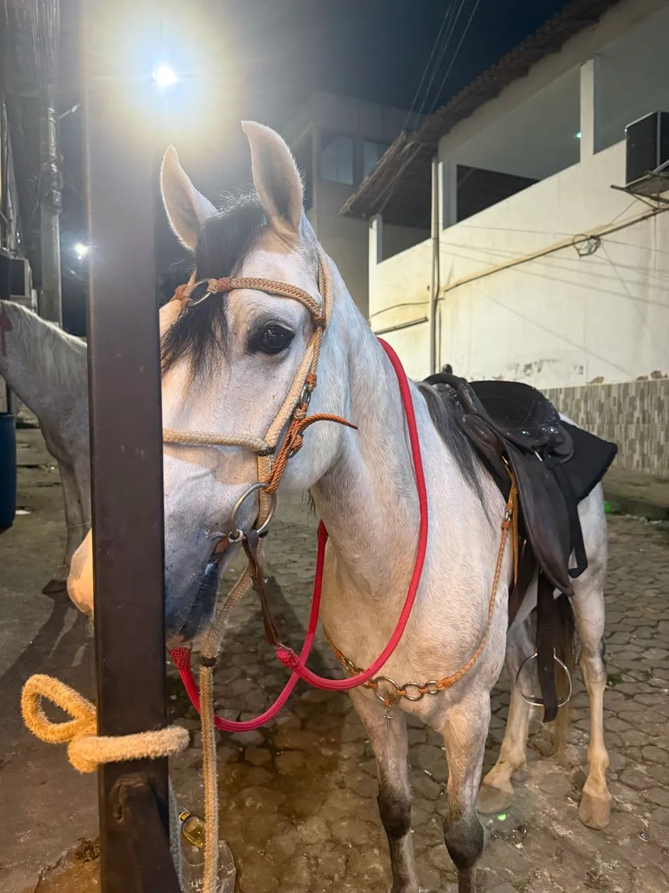 Cavalo 
