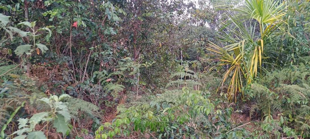 Terreno em novo Airão - Foto 5