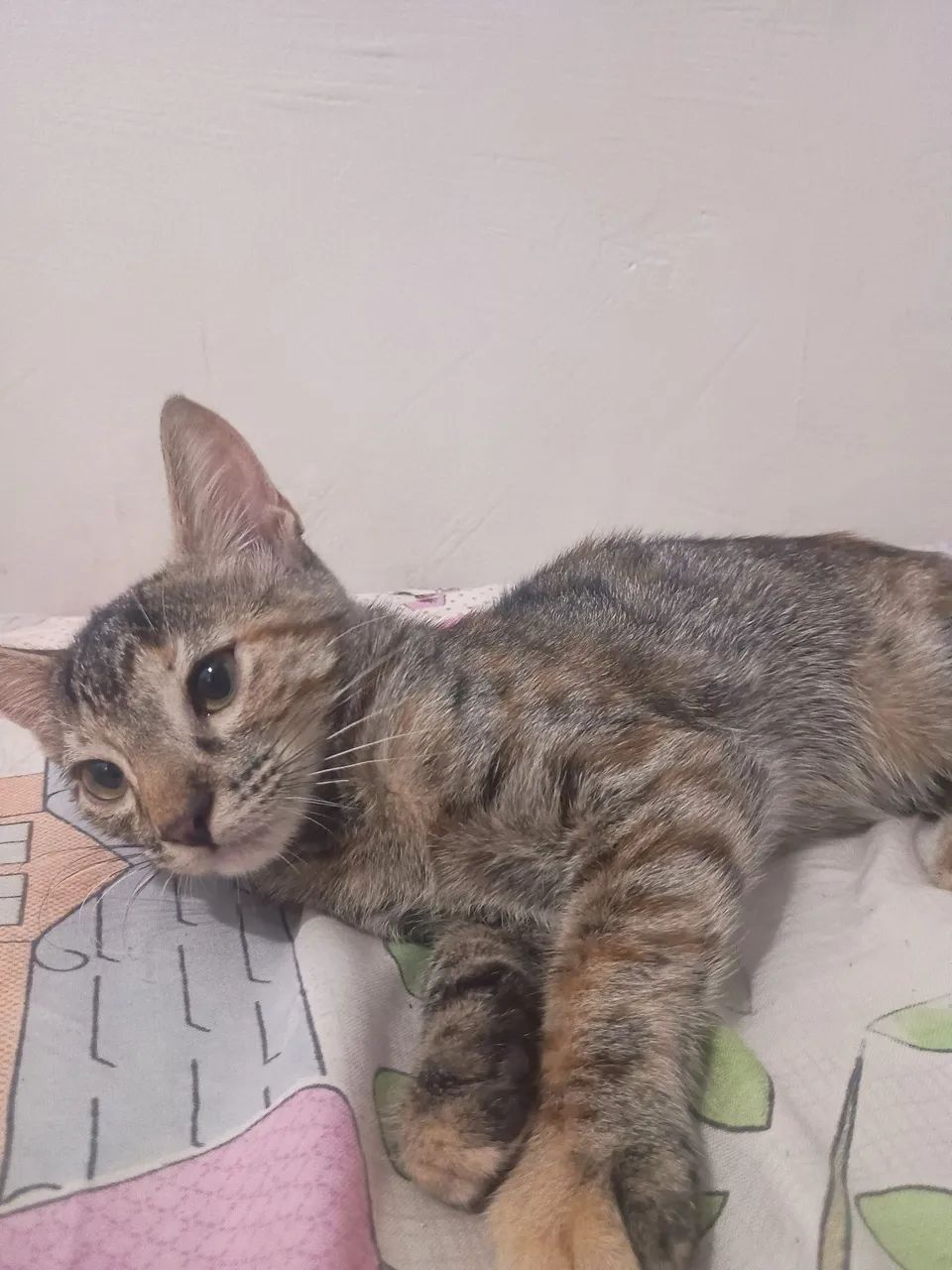 Doa-se gata - Foto 2