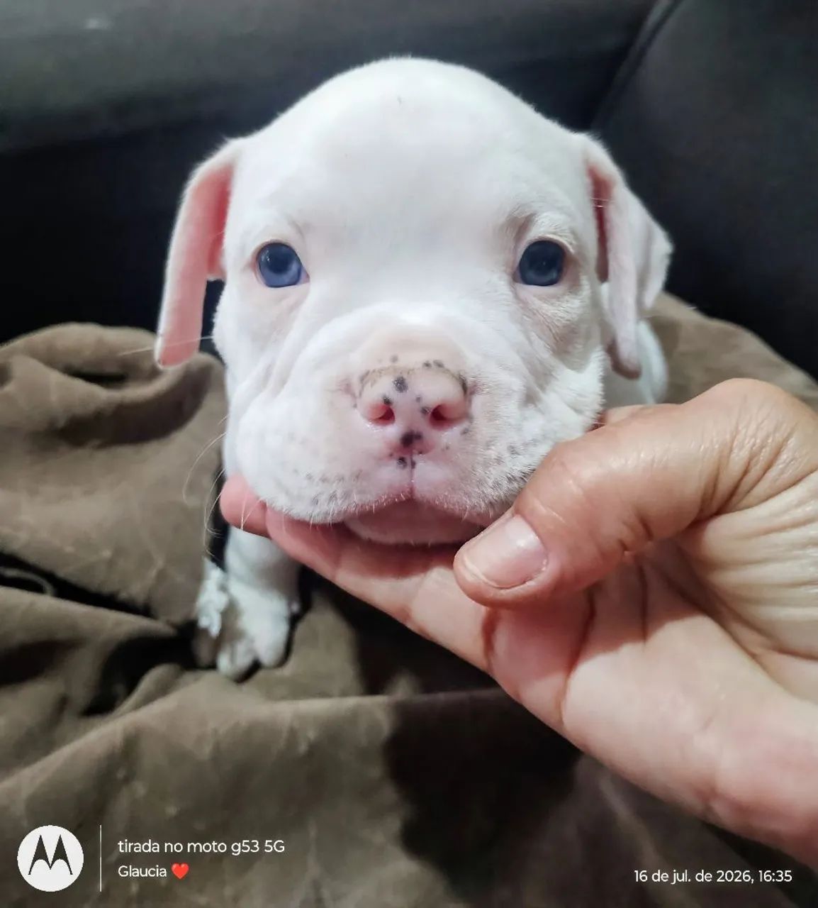 AMERICAN BULLY MACHO - Foto 5