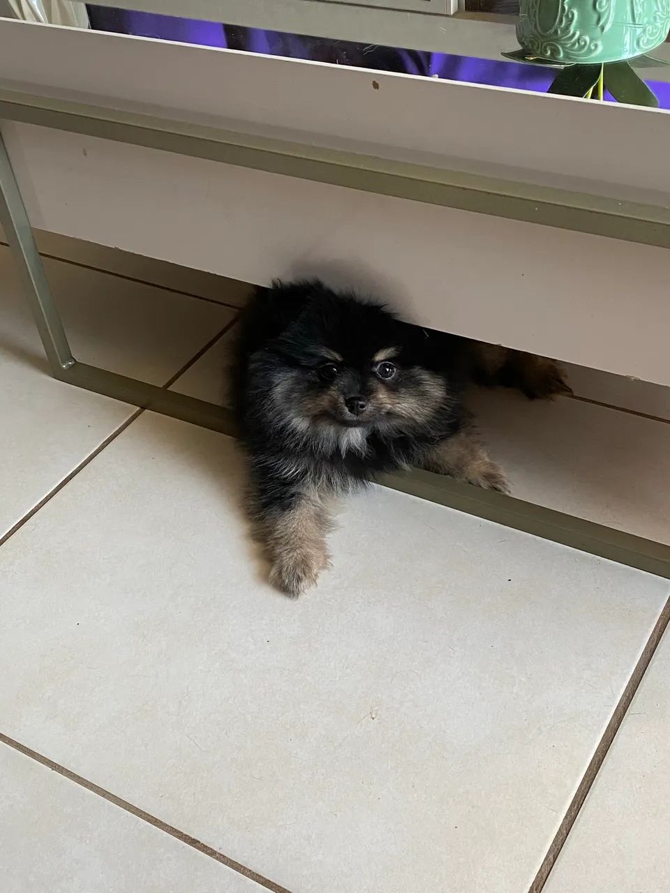 Spitz alemão 