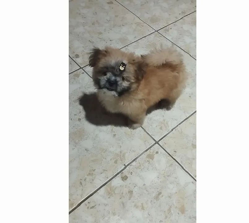 Shitzu+Lulu