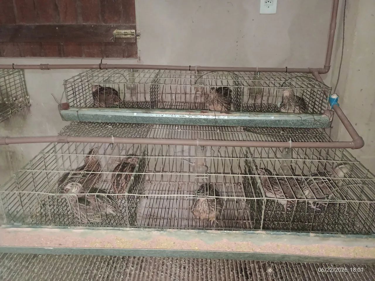 Codornas  - Foto 2