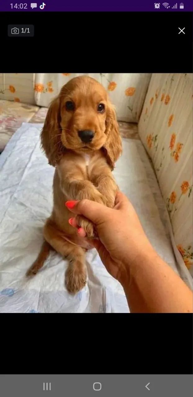 Cocker Spaniel Inglês - Lindos e adoráveis!