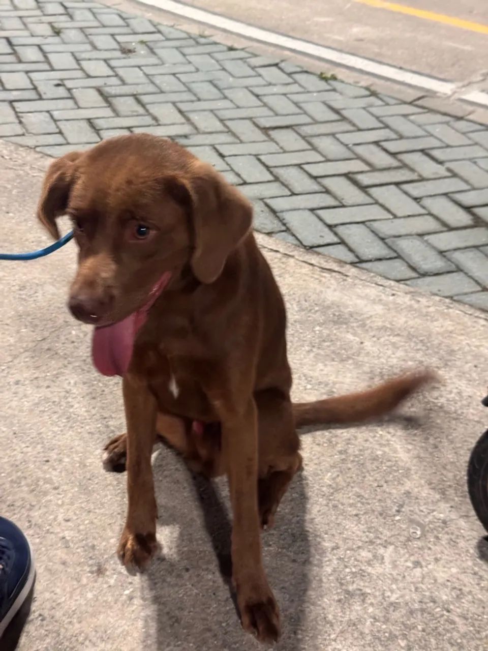 Adoção de cachorro, SRD, pai vira lata e mãe labrador. - Foto 3