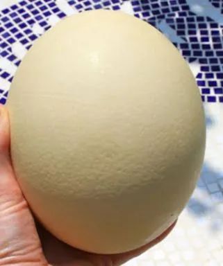 Ovos de avestruz  - Foto 2