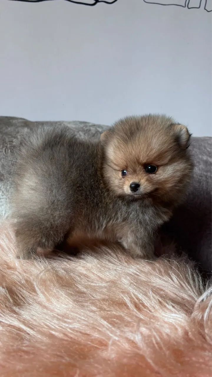 =] Lindos Spitz Alemão anão com vacina importada =] - Foto 5