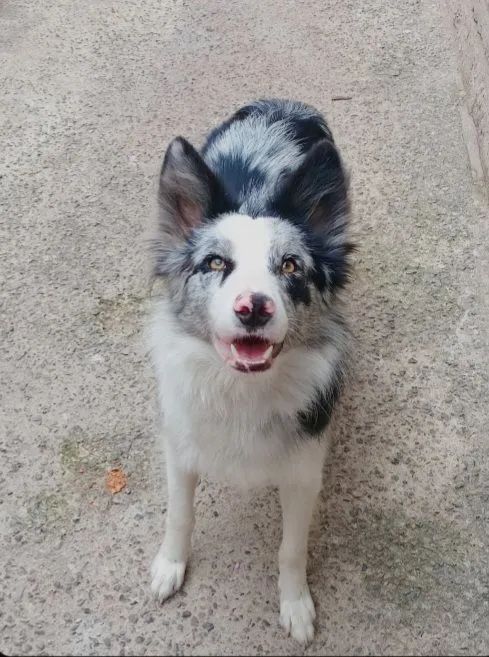 Boder Collie  FEMEA .. Merle - Foto 3