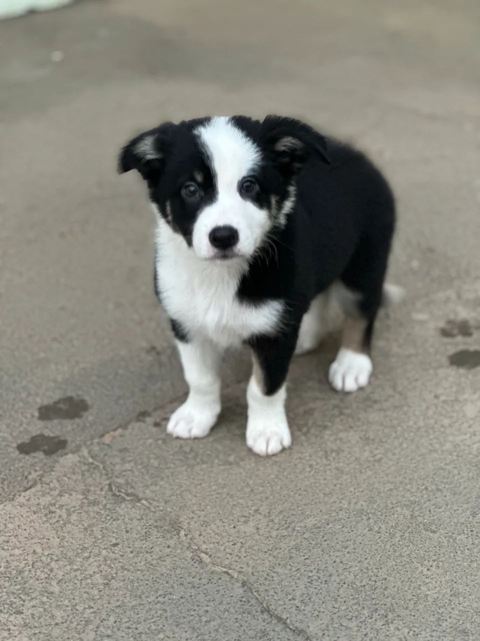 Border collie - Foto 3