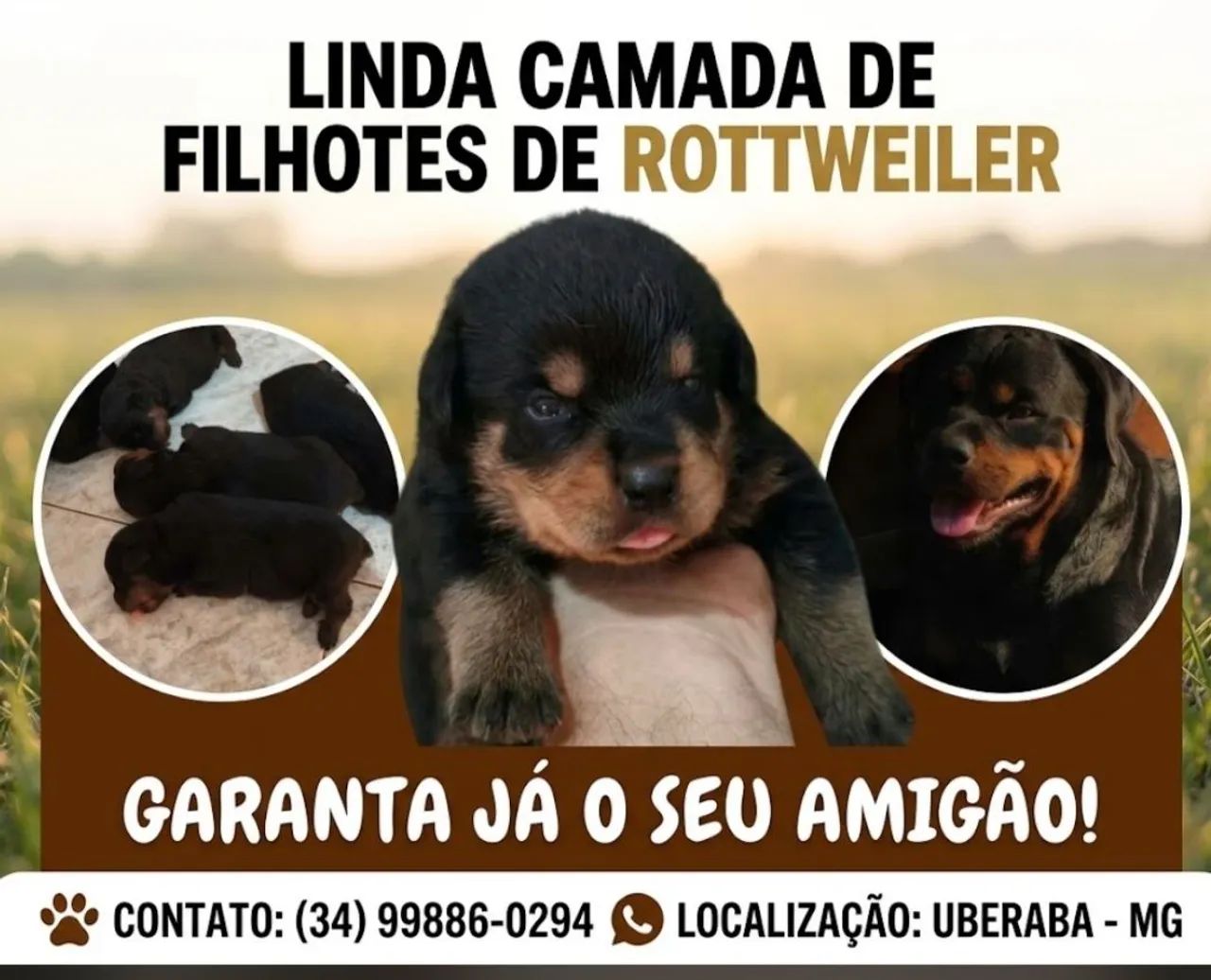 Rottweiler 