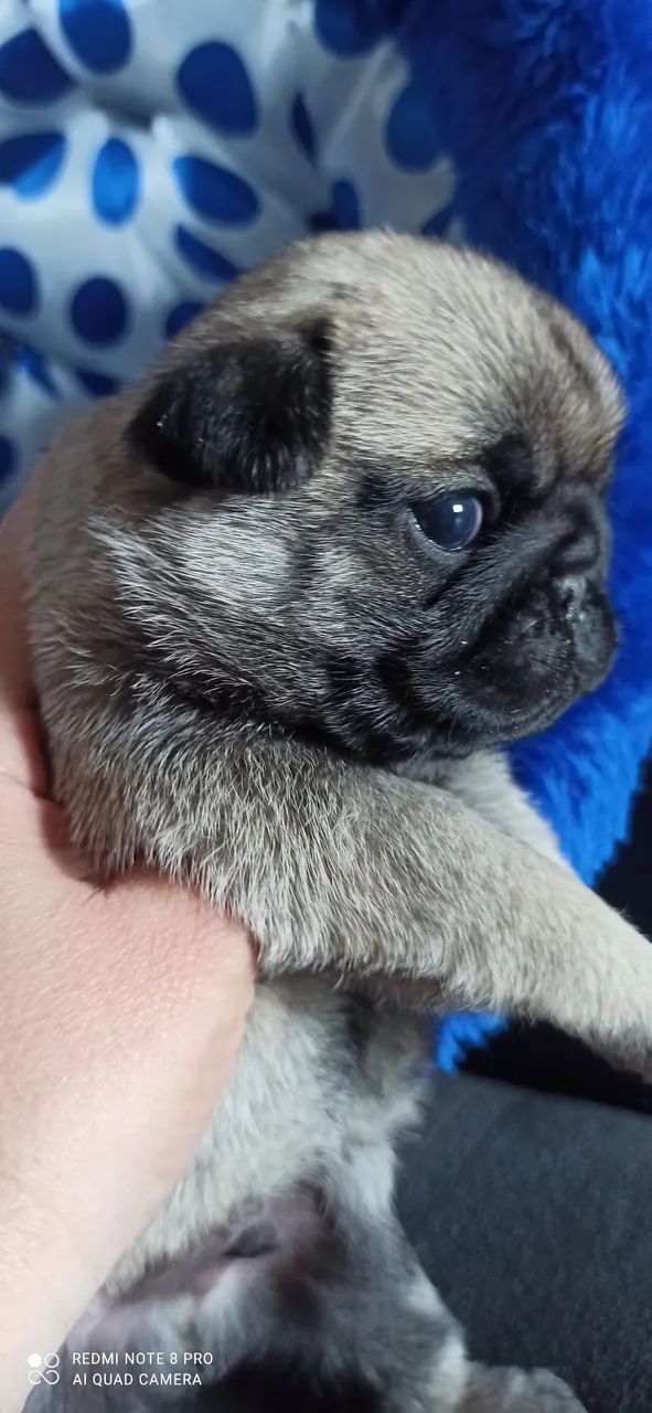 Macho de pug - Foto 3