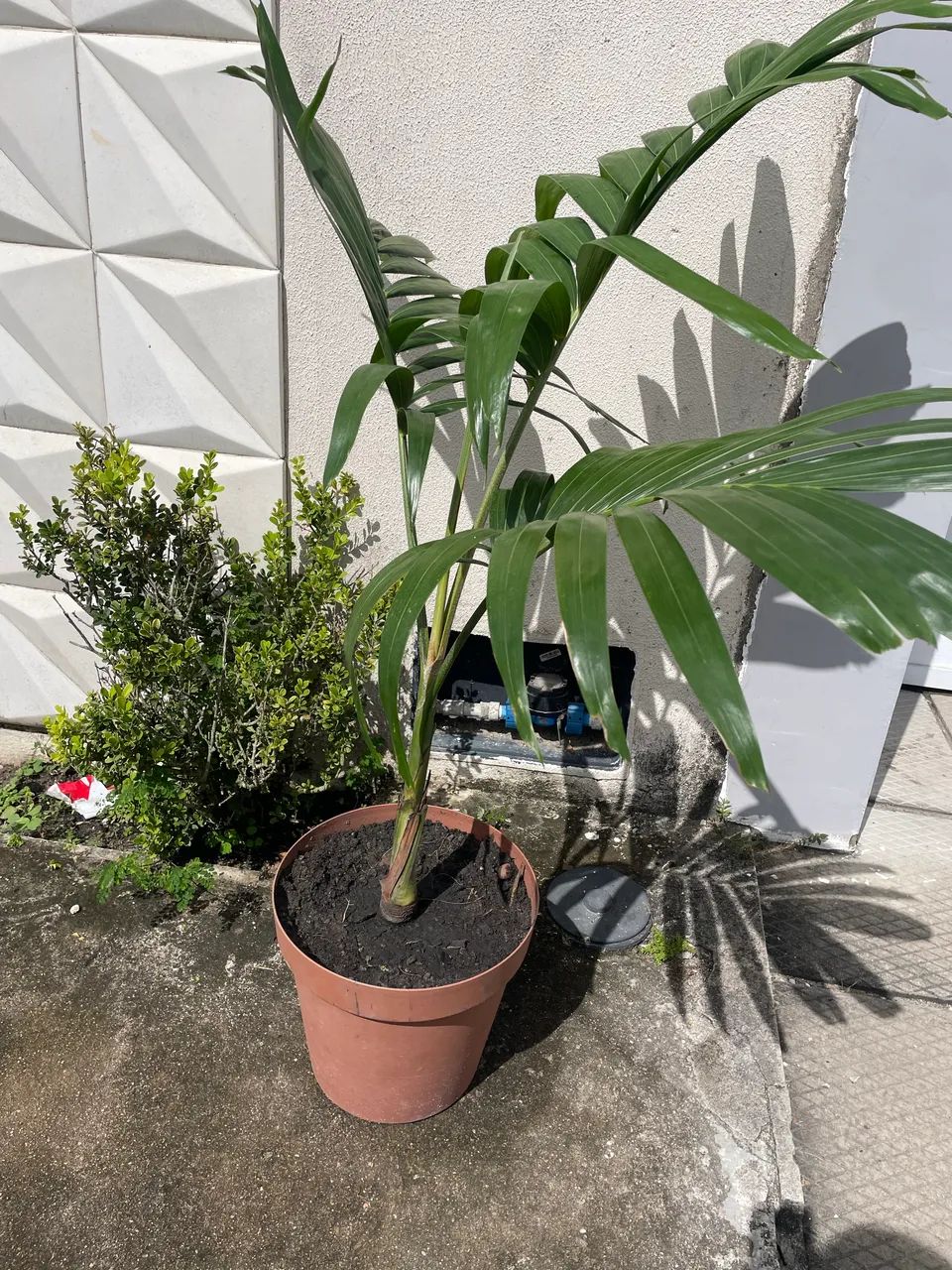 Palmeira imperial - Foto 2