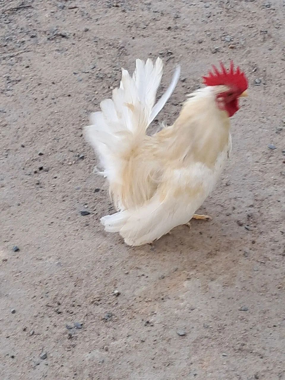 Galos Nagasaki, tenho vários p vender 