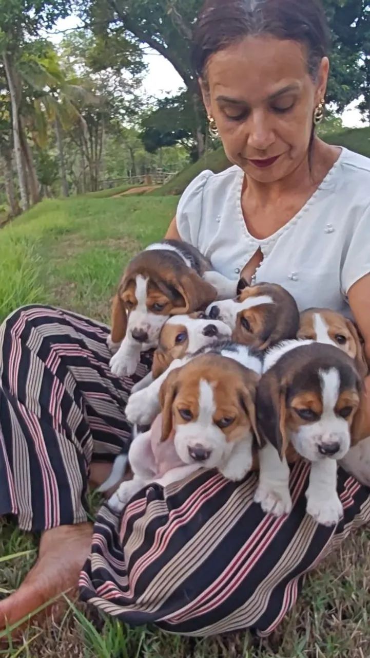 Fascinantes filhotes de Beagle 13 polegadas  - Foto 5