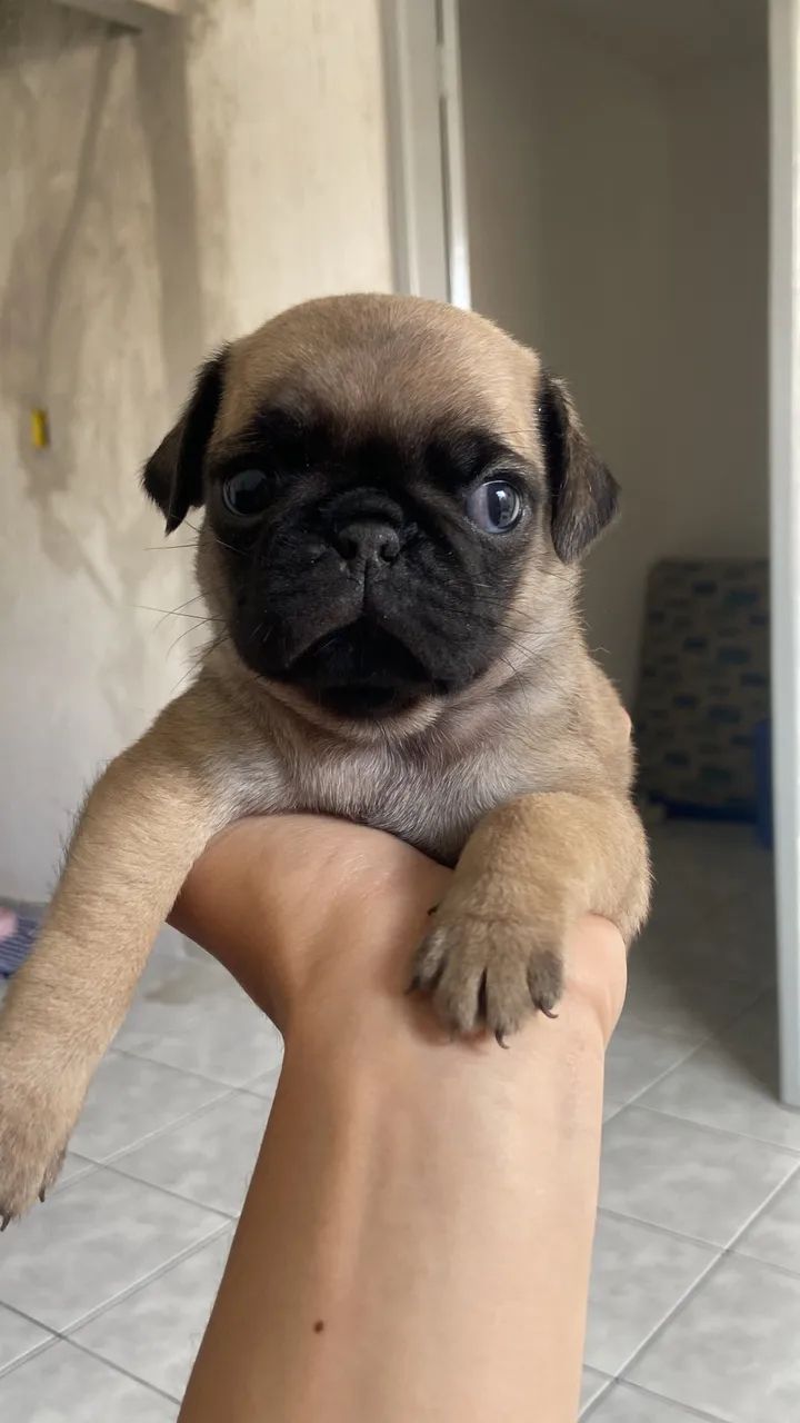 FILHOTE PUG