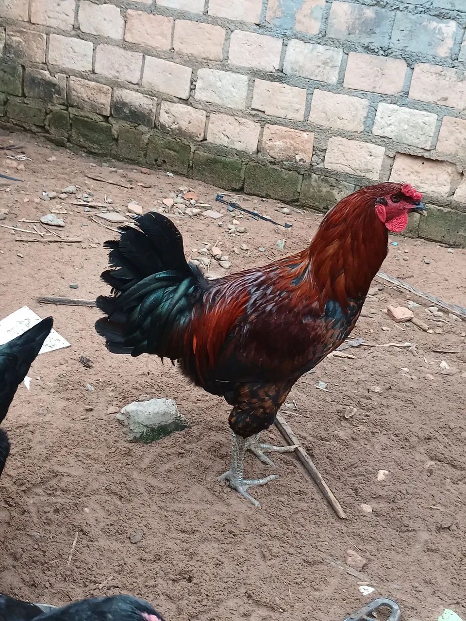 Frango - Foto 3