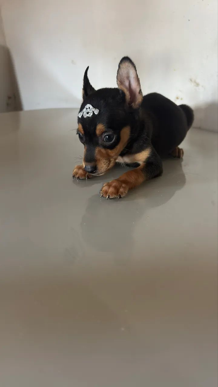 Pinscher macho e fêmea  - Foto 3