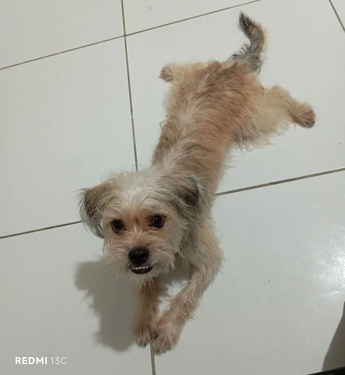 Cachorro 