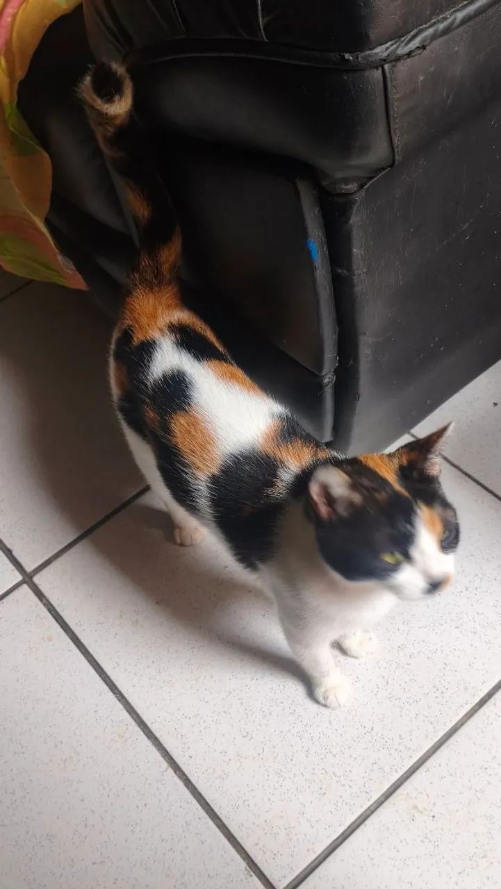 GATO | ADOÇÃO RESPONSÁVEL - Foto 3