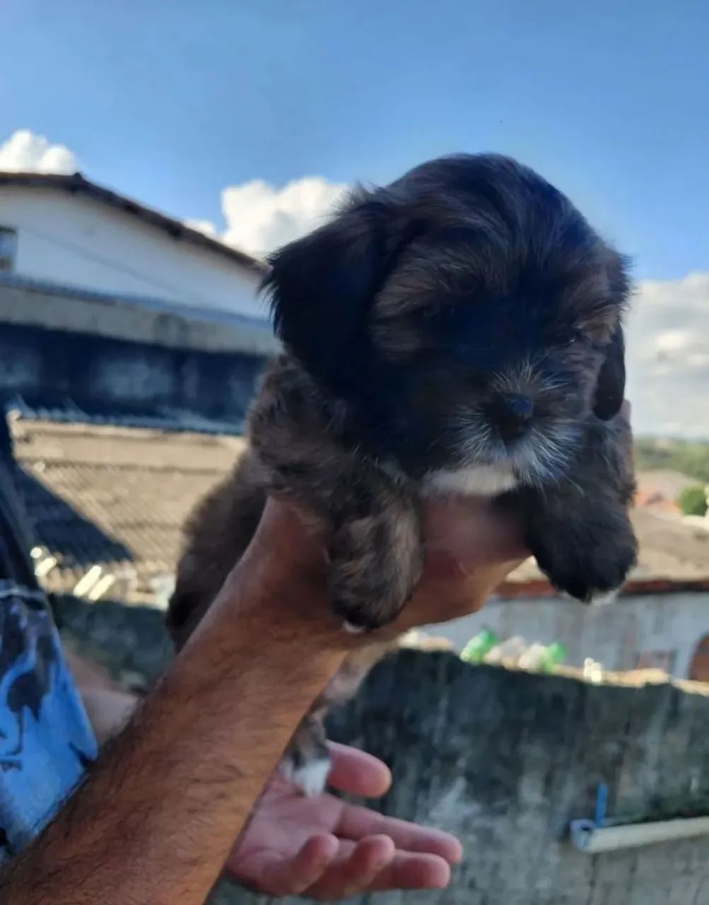 Shih tzu macho - Foto 4