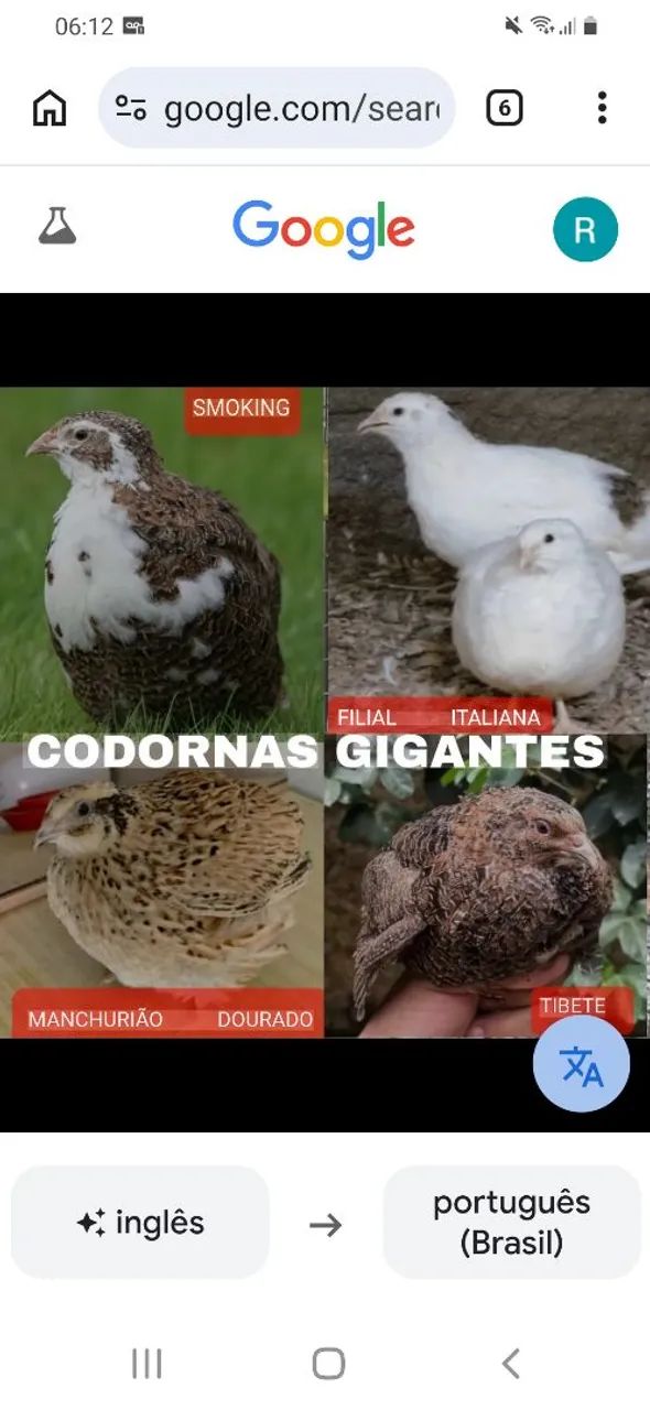 Codornas