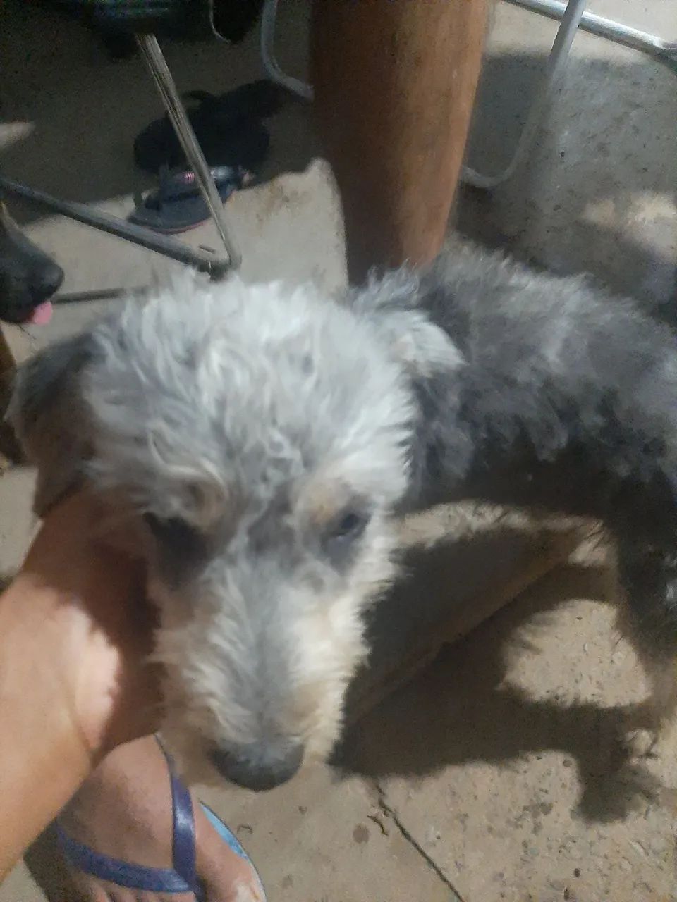 Vende se cachorro 