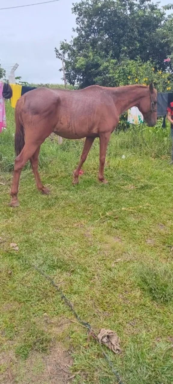 Égua QM extra de grande  - Foto 2